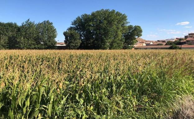 Siguen creciendo las siembras de maíz en León alcanzando la cifra record de 75.000 hectáreas