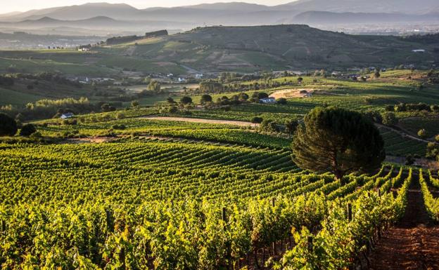 'Casar de Burbia' celebra el éxito de sus vinos en la Guía Peñín 2021