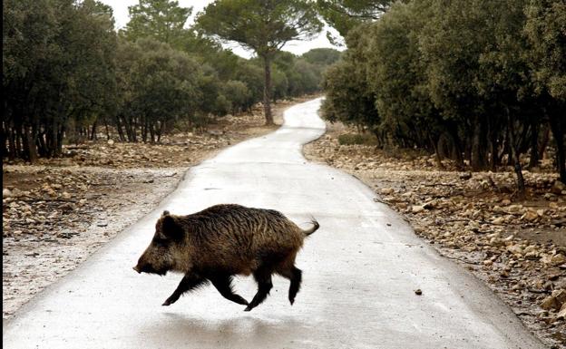 Aparece en el mirador de Destriana un jabalí muerto y el Seprona inicia una investigación