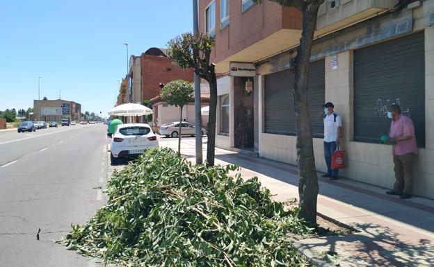 UPL reclama «la racionalización en la fecha de la poda de los árboles de la capital leonesa para mantener su funcionalidad»