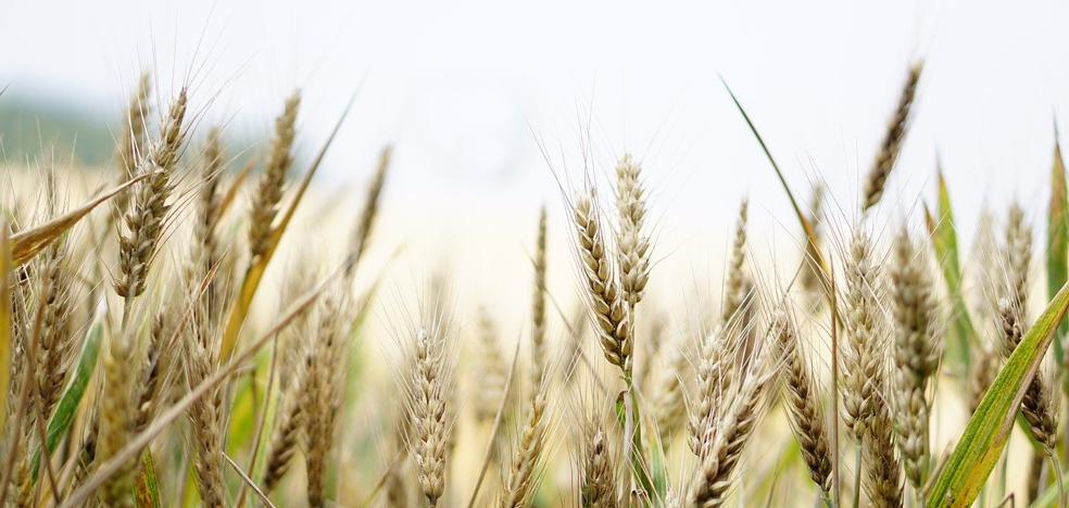 Las últimas lluvias dejan sin cotizar el trigo en la lonja de León