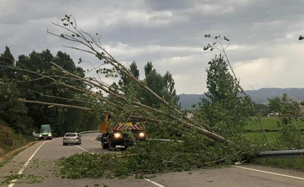 La caída de un árbol corta la circulación en la CL-624 a la altura de Vegaquemada