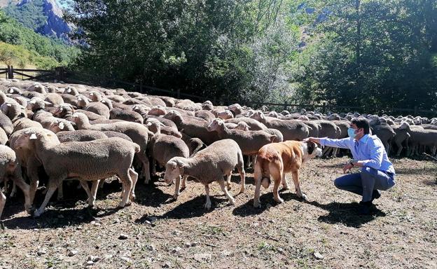 Suárez-Quiñones ensalza la trashumancia como actividad vinculada al medio ambiente y generadora de empleo