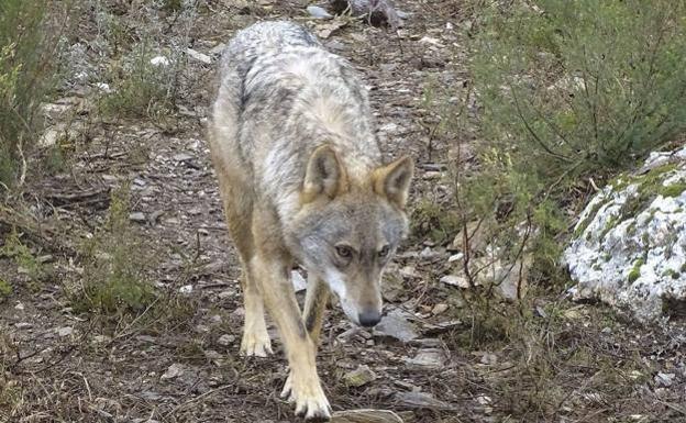 El PPCyL expresa su indignación ante la invitación de Cristina Narbona a denunciar a Castilla y León por no proteger al lobo