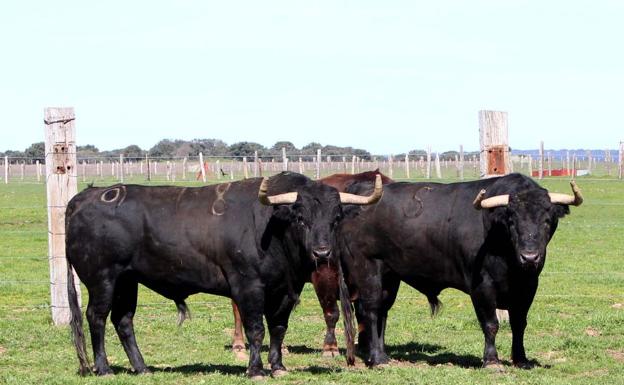 Asaja denuncia discriminación de la Junta hacia León en la convocatoria de ayudas al porcino ibérico y toros de lidia