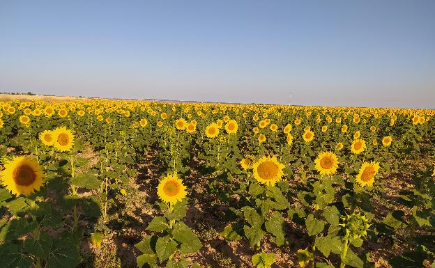 El girasol pierde un 9% de superficie en un año optimista en cuanto a producción