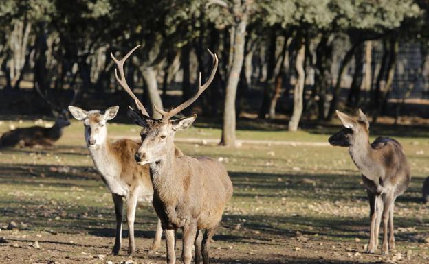 Investigado en Zamora como supuesto autor de la caza ilegal de un ciervo