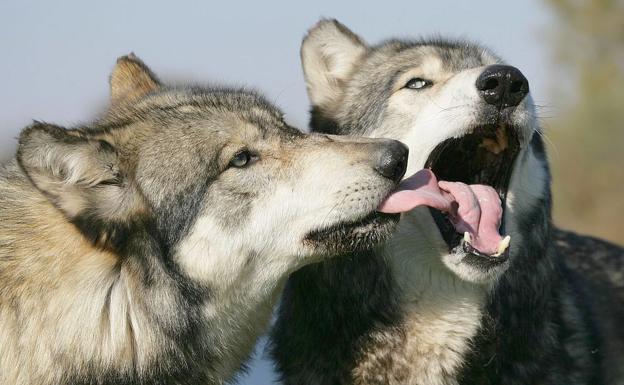 Cantabria comienza las actuaciones de control de una manada de lobos en León, que se llevará a cabo los próximos 12 meses