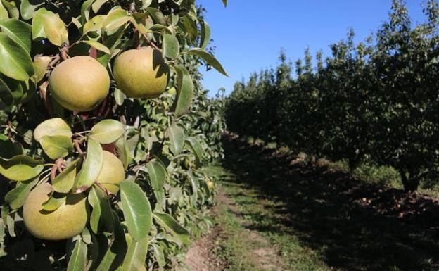 Asaja valora que el Gobierno abra la puerta a que viticultores y fruticultores reciban por primera vez ayudas directas de la PAC