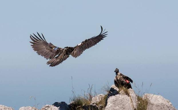 El primer quebrantahuesos nacido en Picos de Europa en 75 años ya vuela