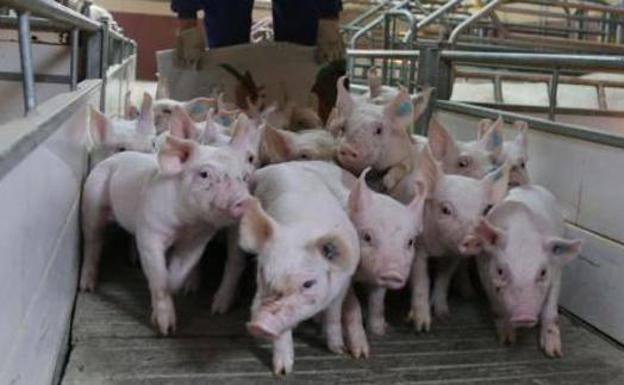 El 71% de las industrias del sector porcino de Castilla y León se ubica en municipios de menos de 5.000 habitantes