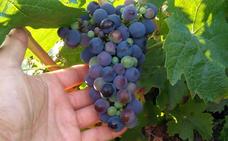 Las DO de Castilla y León prevén «buena calidad» de uva en un año «atípico» por la meteorología y con la incertidumbre causada por la covid-19