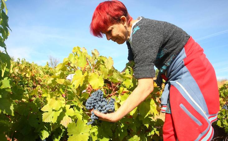 Vinos que degustan León