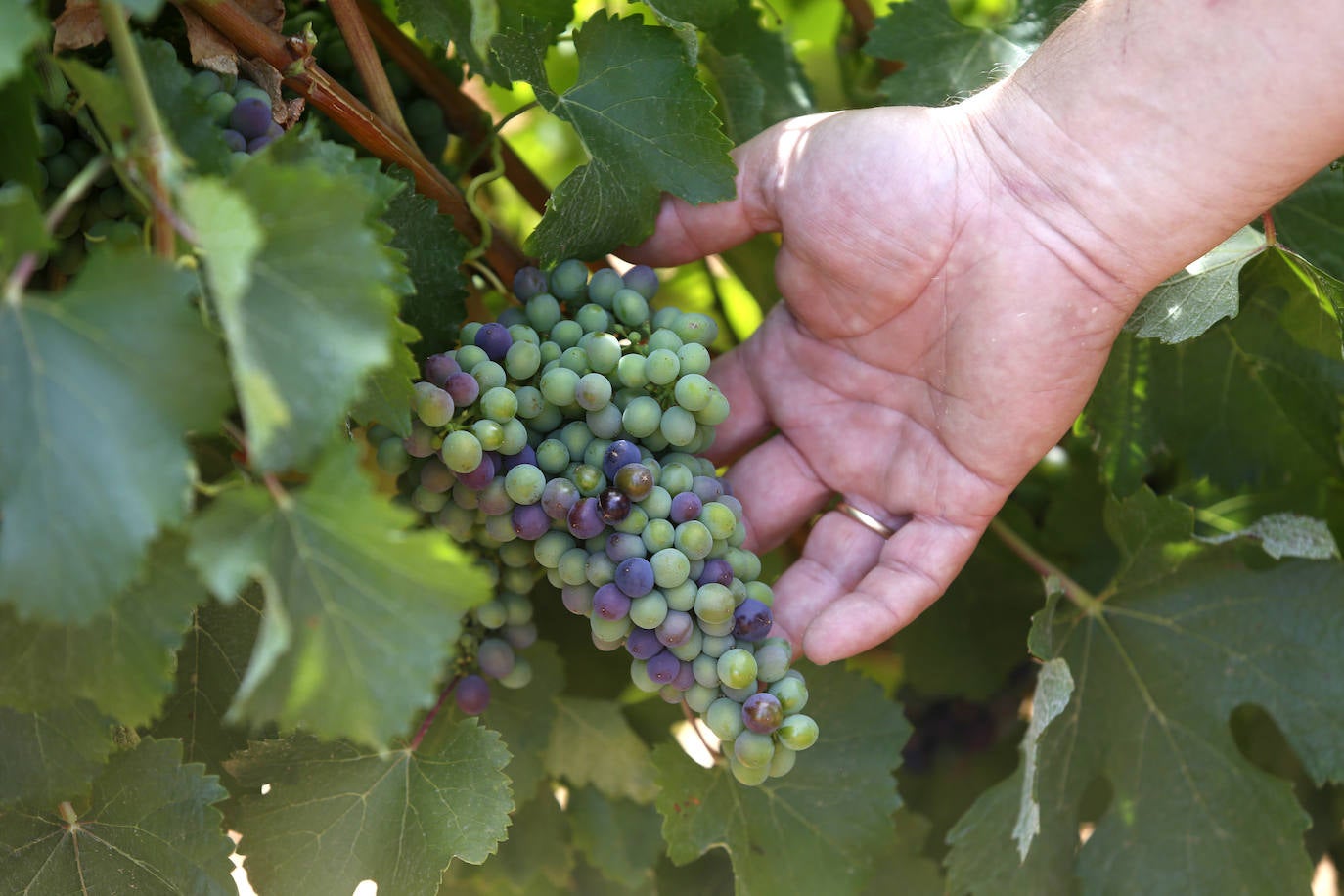 Vinos que degustan León