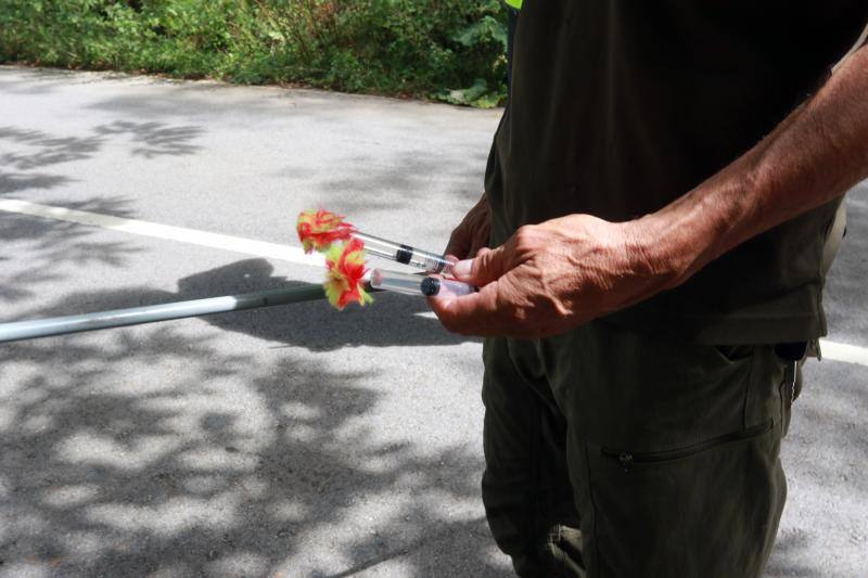 Un oso, herido tras ser atropellado en una carretera de Somiedo