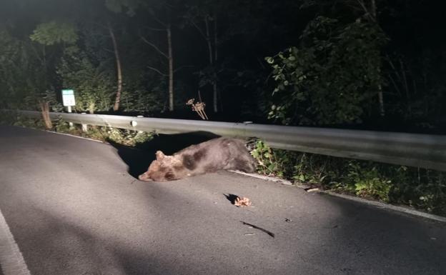 Complicado rescate de un oso herido en un atropello en Somiedo