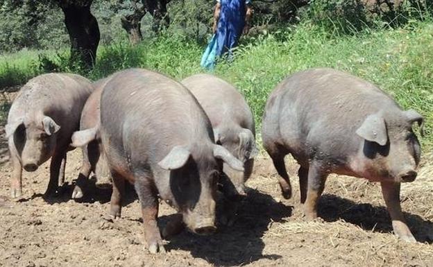 La Junta recibe 769 peticiones de ayudas para ganaderos de ibérico, lechones y ganadería de lidia