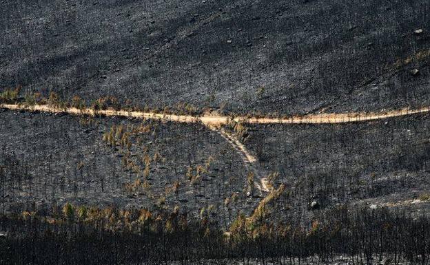 El alcalde de Luyego pide una planificación para recuperar las masas forestales perdidas en el incendio de Castrocontigo