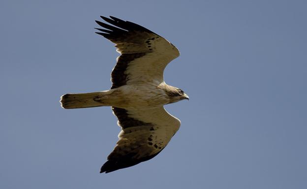 El Seprona recupera en Tornadizos de Ávila un ejemplar de Águila Calzada herida