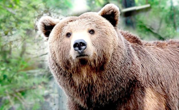 Se inicia el primer censo genético nacional del oso pardo cantábrico