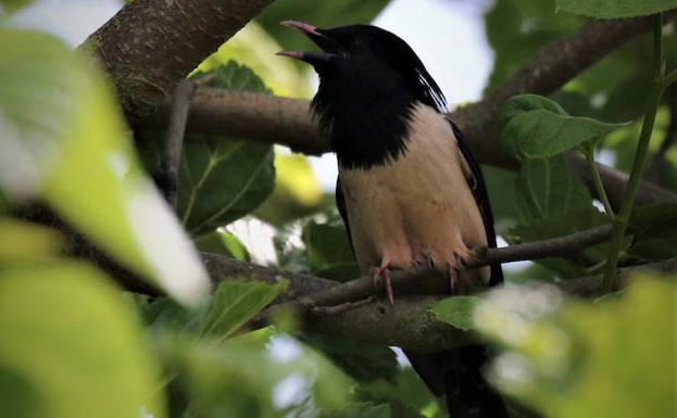 Los estorninos no entienden de Covid: miles de ejemplares ponen la 'banda sonora' al atardecer en la Condesa