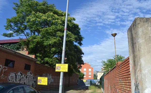 El PP municipal pide actuaciones contra una especie de árbol chino que invade varias zonas de la ciudad