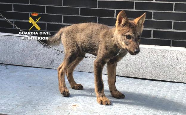 La cría de lobo recuperada por la Guardia Civil en Abelgas de Luna falleció el viernes