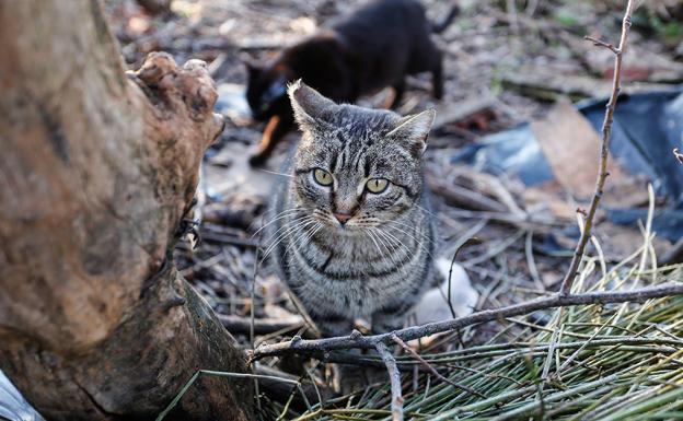 Santa María del Páramo inicia el plan CER para controlar las colonias de gatos del municipio