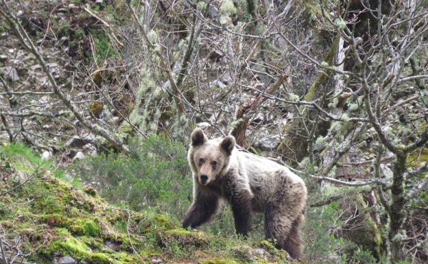 La Fundación Oso Pardo señala que el comportamiento es «normal y no existe motivo para la alarma»