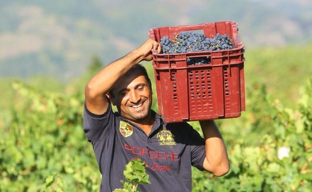 La vendimia en la DO Bierzo alcanza su ecuador con «muy buenas previsiones» de calidad y cantidad tras tres años de merma