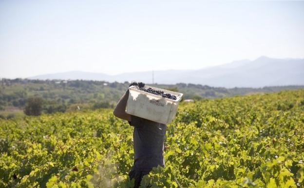 Bodegas Pittacum adelanta la vendimia con la previsión de exportar casi la mitad de su producción