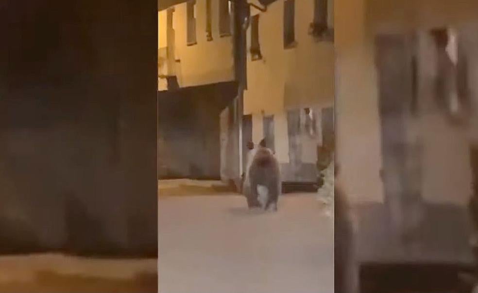 El excepcional oso de Caboalles