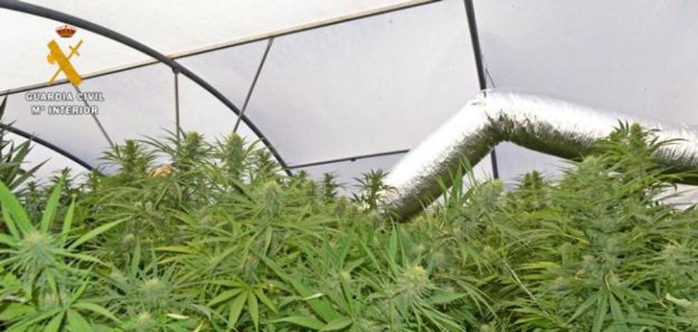 El desabastecimiento de drogas provocado por el confinamiento dispara el cultivo de marihuana en la Comunidad