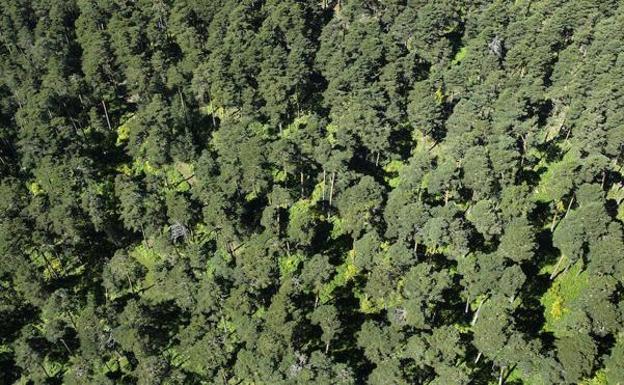 León repuebla 62.500 hectáreas forestales en dos décadas, más de la mitad sobre terrenos de uso agrícola