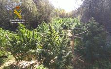 Ocho detenidos y 1.536 plantas de marihuana incautadas en la operación 'Bacenturión', la mayor de los úlitmos años en la provincia