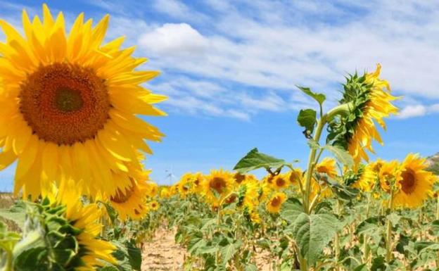 Asaja apunta a un panorama esperanzador para los cultivadores de girasol tras el «inesperado» repunte de los precios