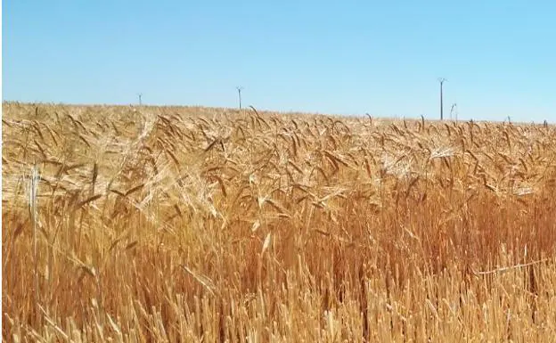 Imagen de un campo de trigo./