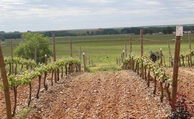 Vendimia, visita a bodega, pisado de uva y comida tradicional en la Fiesta de la Vendimia de Gordoncillo