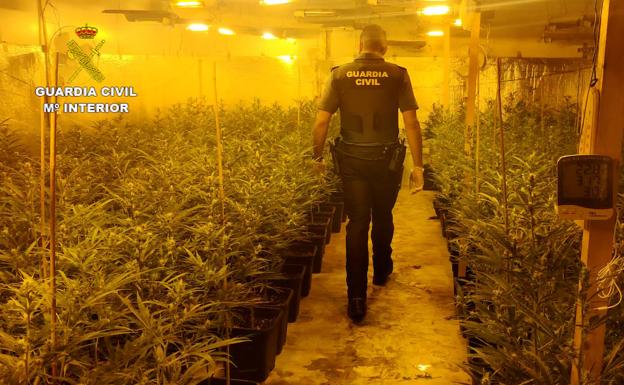 Liberados seis vietnamitas esclavizados en una plantación de marihuana