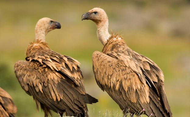 El plomo de la munición de caza amenaza la conservación de las aves rapaces