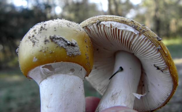 Arranca la campaña micológica con el primer pico de producción de boletus en la primera semana de octubre