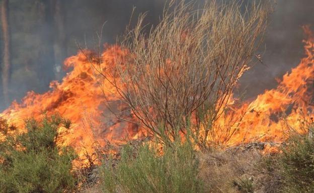 Un incendio en La Bañeza calcina más de dos hectáreas de pasto y maleza este domingo