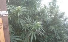 Detenido en Bárcena del Bierzo por cultivar ocho plantas de marihuana en un invernadero