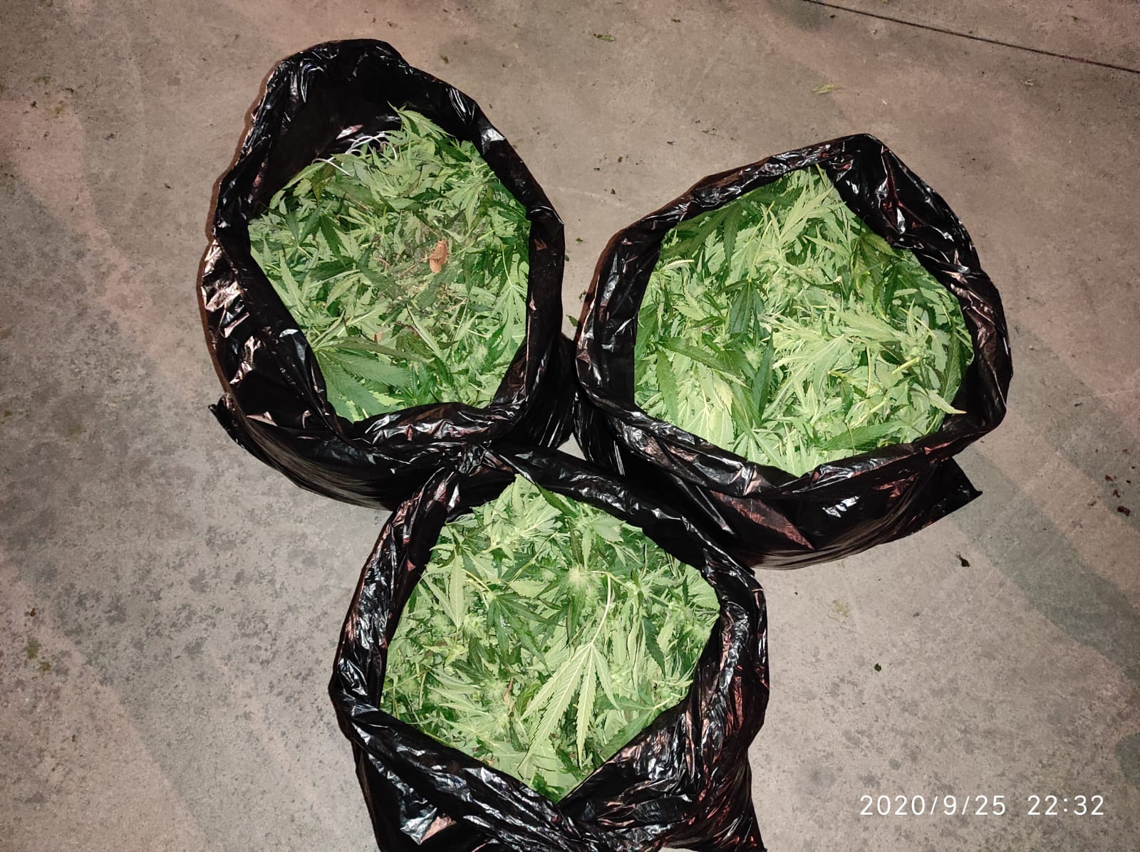 Detenido en Bárcena del Bierzo por cultivar ocho plantas de marihuana en un invernadero