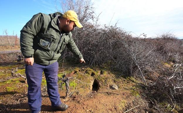 Asaja critica el «ninguneo» que supone la ausencia de Carnero en la reunión sobre la plaga de conejos en la DO Bierzo