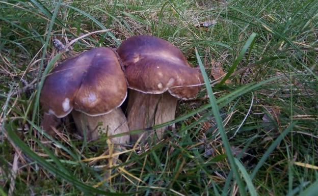 La Asociación Cantharellus suspende las XXV Jornadas Micológicas del Bierzo