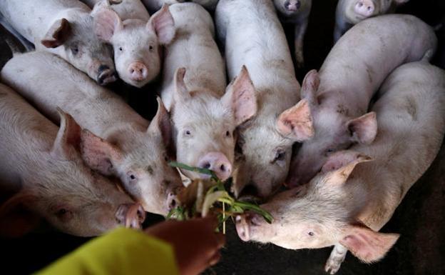 COAG critica que los políticos «estén de brazos cruzados» ante los 55 casos de peste porcina registrados en Alemania