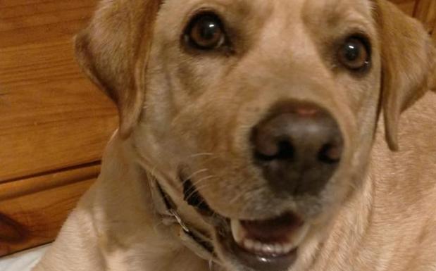 La Protectora de León pide responsabilidad a los ayuntamientos ante un nuevo abandono en Onzonilla