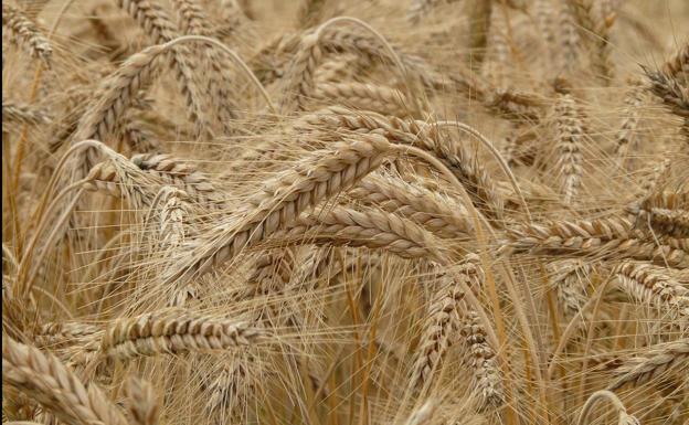 Asaja pide a la Junta que lidere la defensa de la agricultura cerealista y la ganadería extensiva para evitar el posible «recorte» de ayudas de la PAC