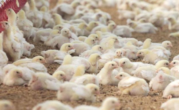 Valdefresno aplaude la instalación de dos explotaciones para engorde en Villacete y Tendal, que sumarán 87.000 pollos
